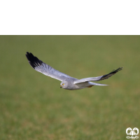 گونه سنقر خاکستری Hen Harrier